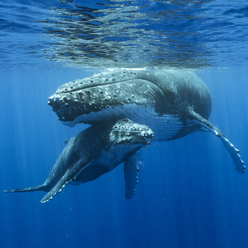 L'APPEL DES BALEINES en Polynésie française