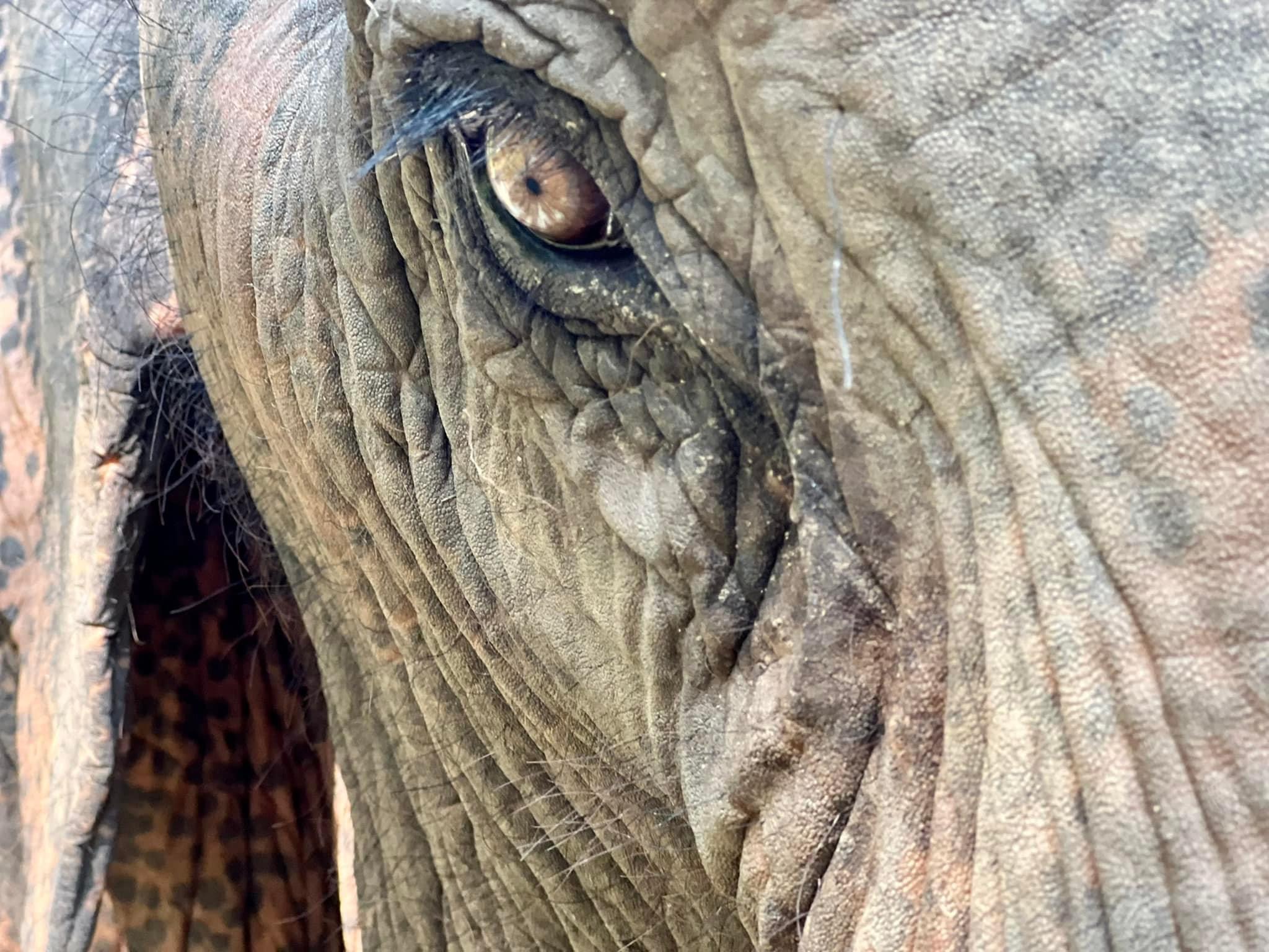 Sauvetage éléphants