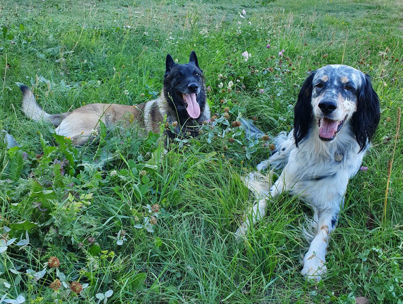 Création d'un espace de bien-être animal dans un refuge